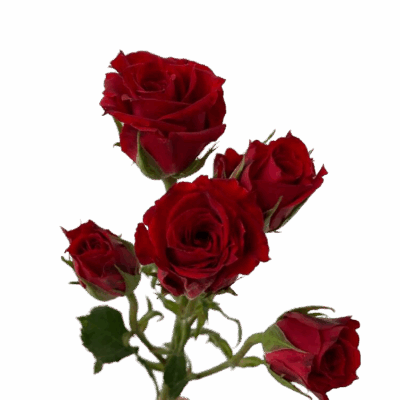 Spray Rose Red Mikado