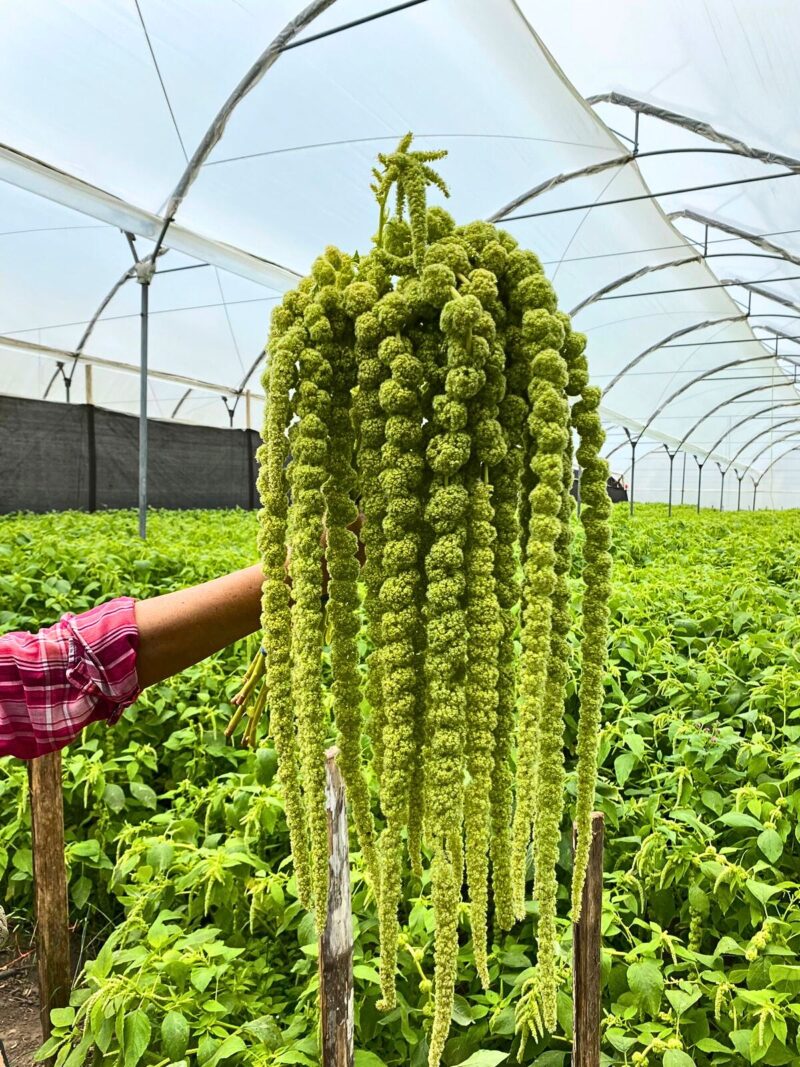 Amaranthus Hanging Green Super Long 70cm