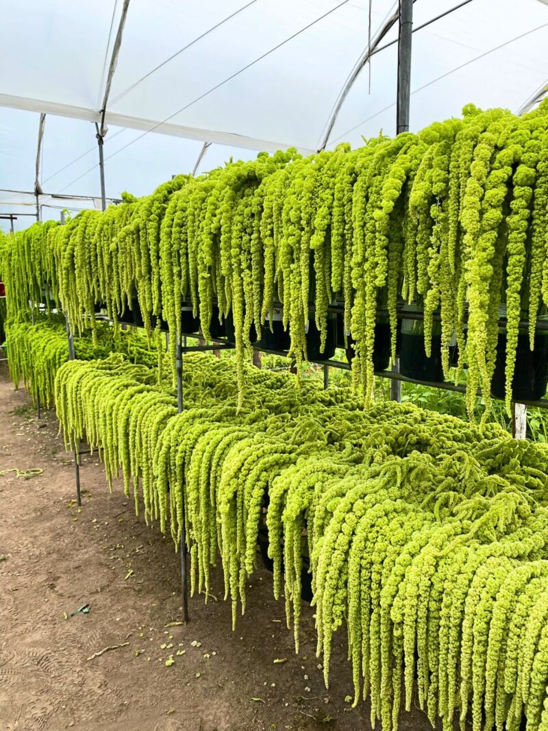 Amaranthus Hanging Green Super Long 70cm - Image 3