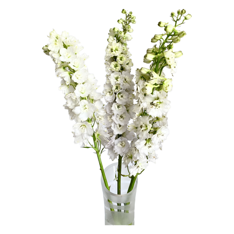 Delphinium Elatum White