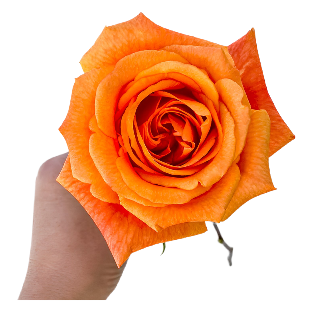 Sunset Glory - Infinite Blooms Wholesale