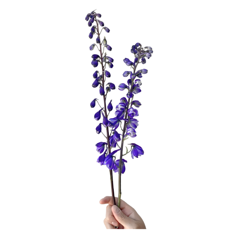 Delphinium Dark Purple