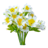 Alstroemeria