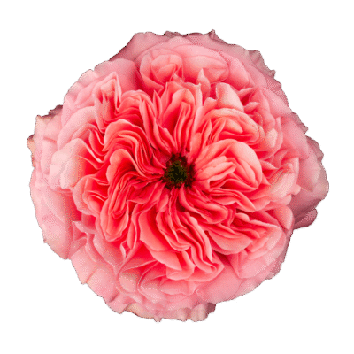 Candy Xpression (25 St Bunch SM)