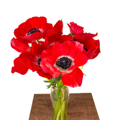 Anemones Mistral Red