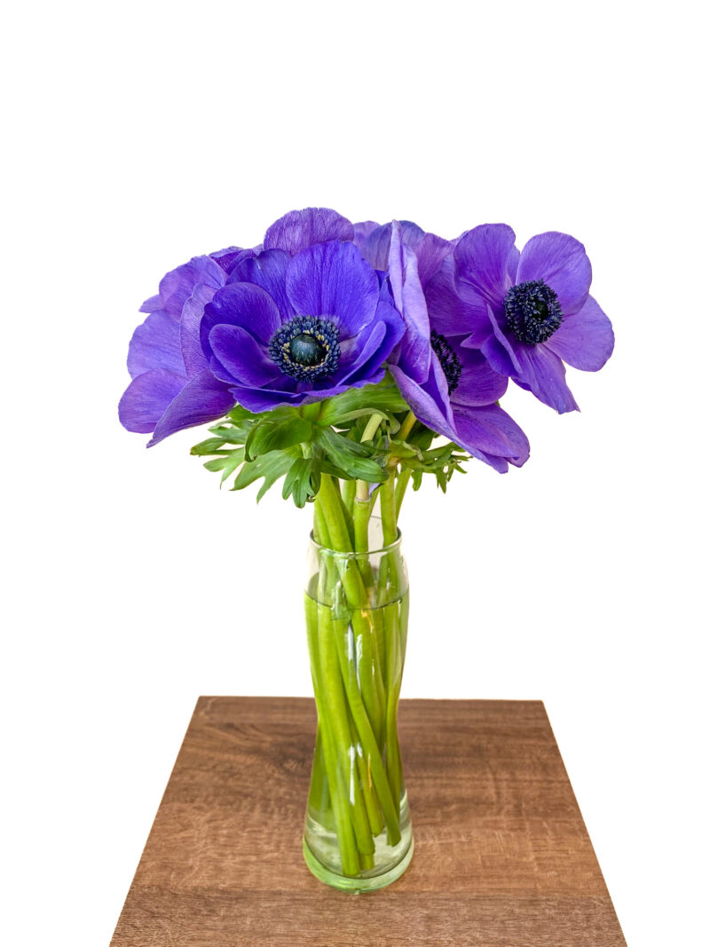 Anemones - Image 4