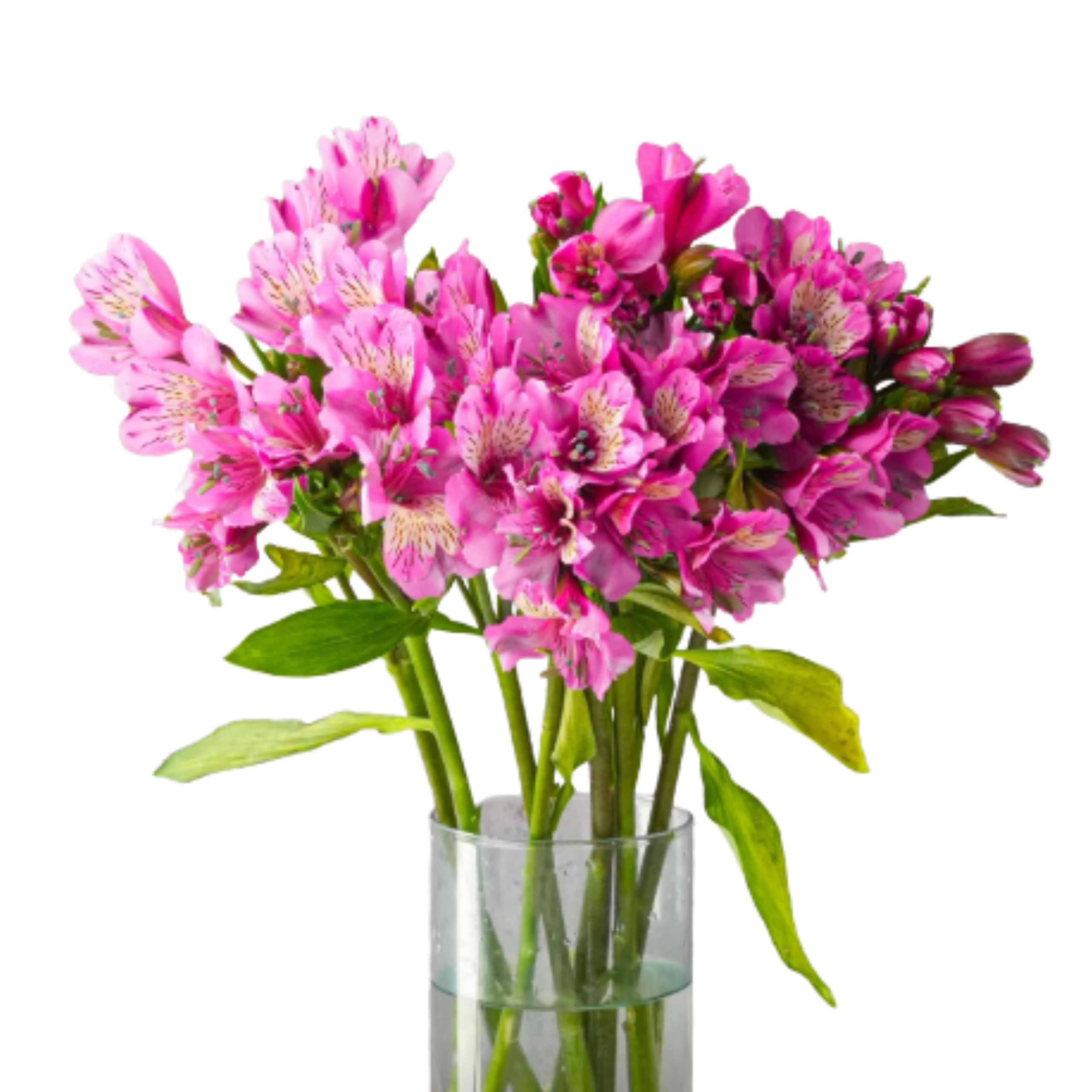 Alstroemeria Purple
