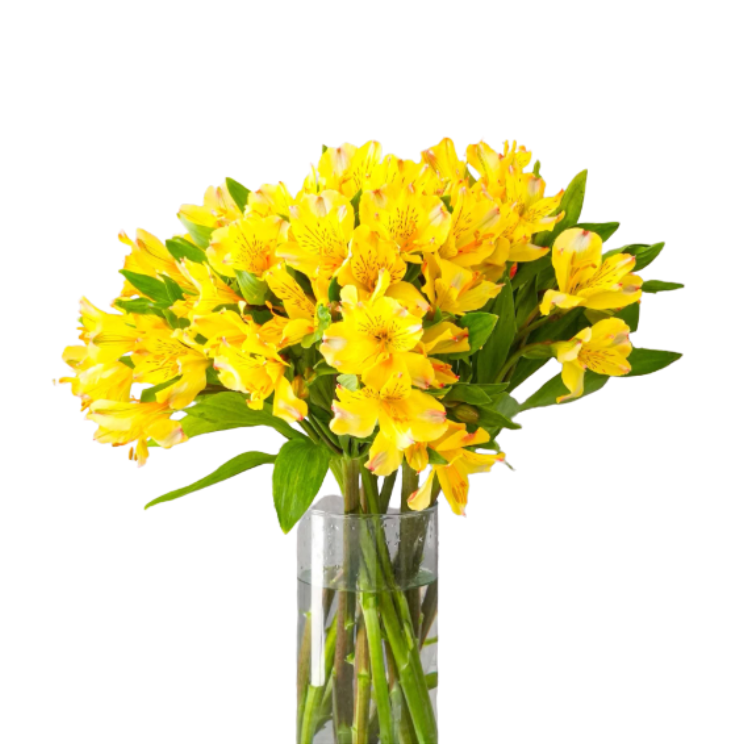 Alstroemeria Yellow