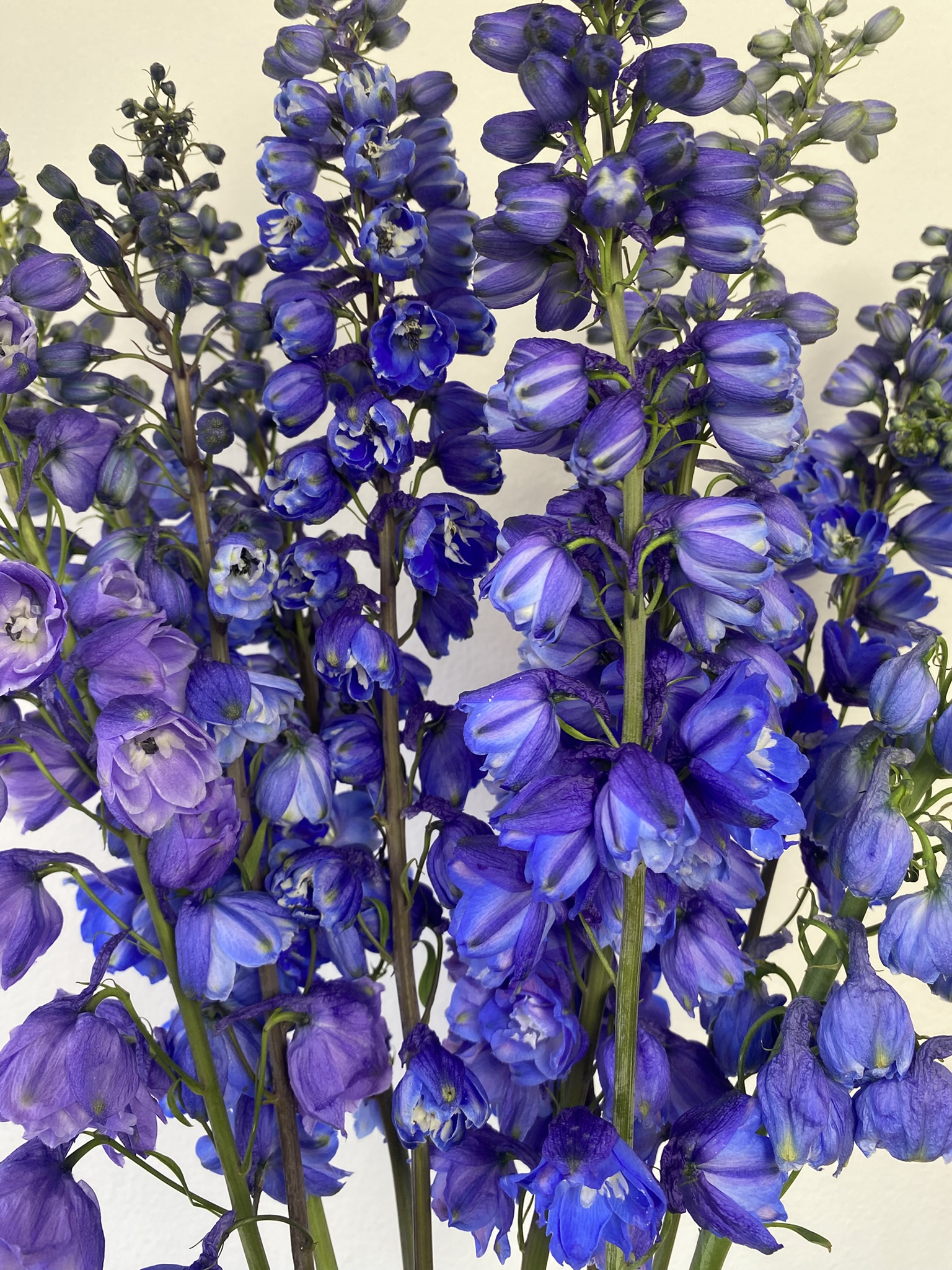 Delphinium Blue Bird - Image 4