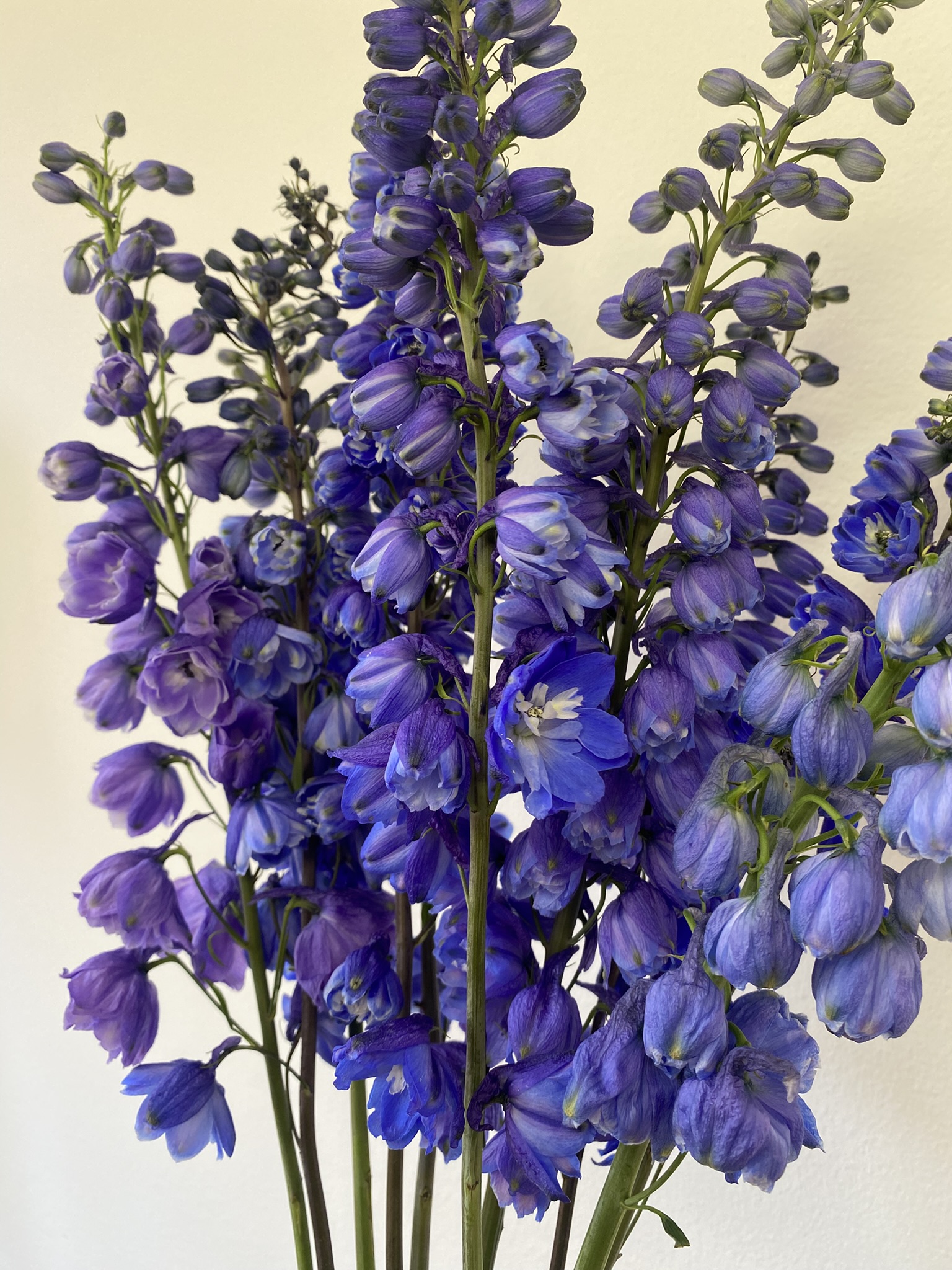 Delphinium Blue Bird - Image 3