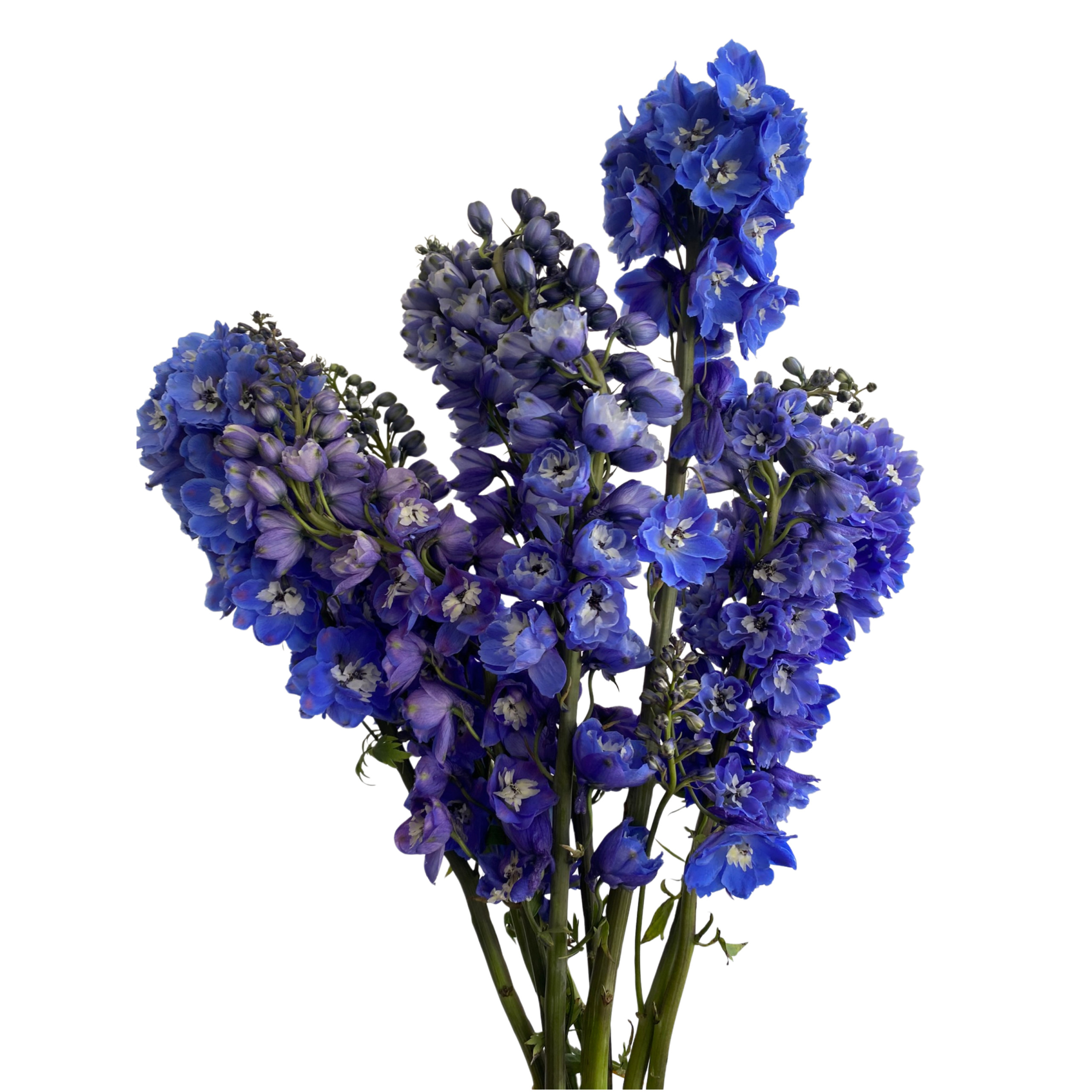 Delphinium Blue Bird - Image 5