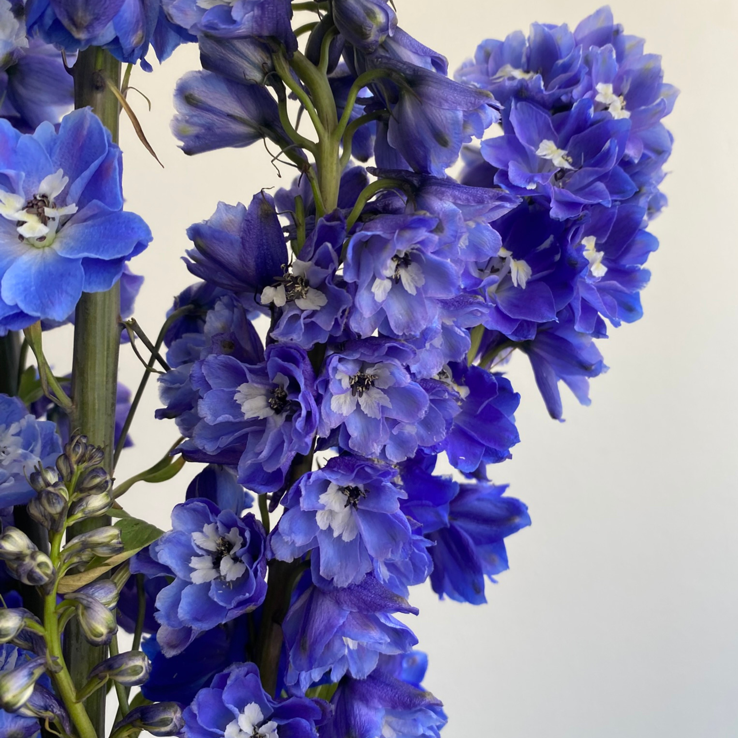 Delphinium Blue Bird - Image 2
