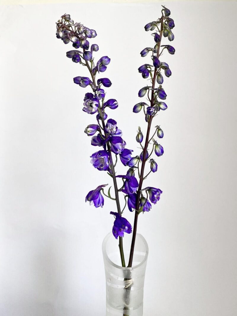 Delphinium Dark Purple - Image 3