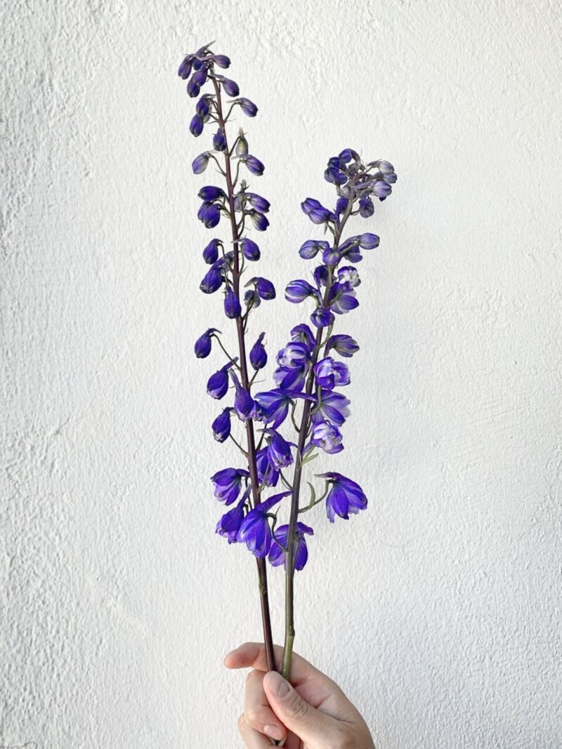 Delphinium Dark Purple