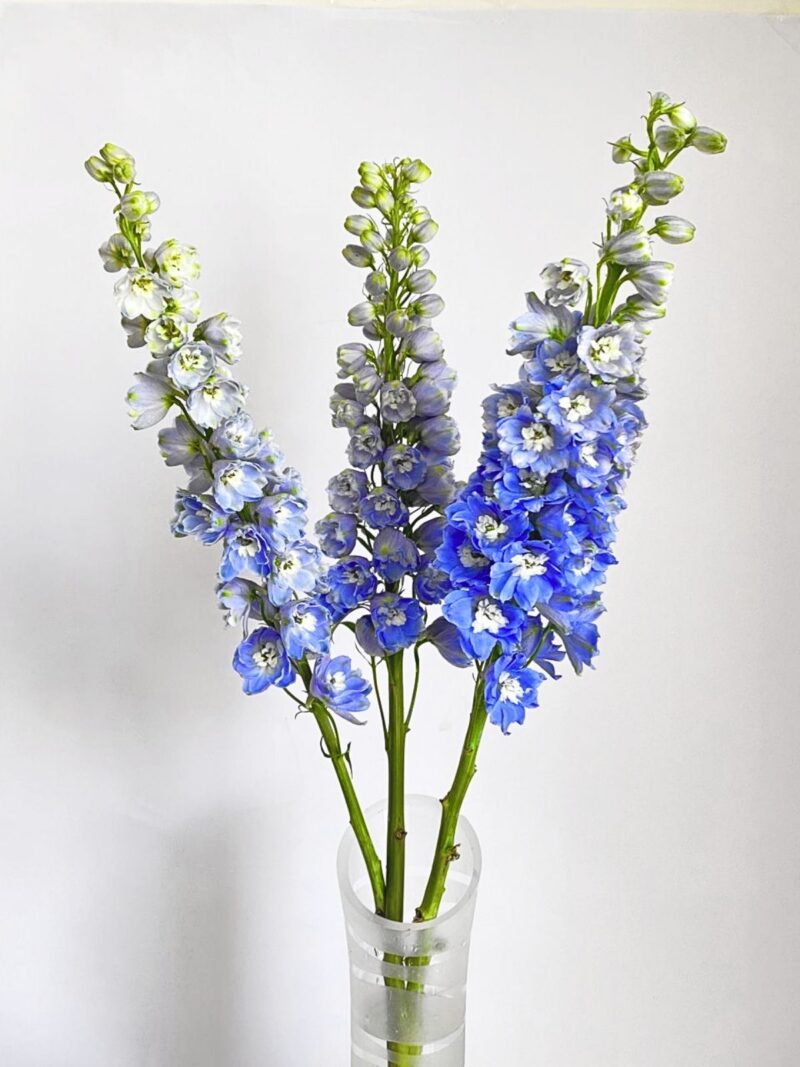 Delphinium Elatum Skyblue - Image 2