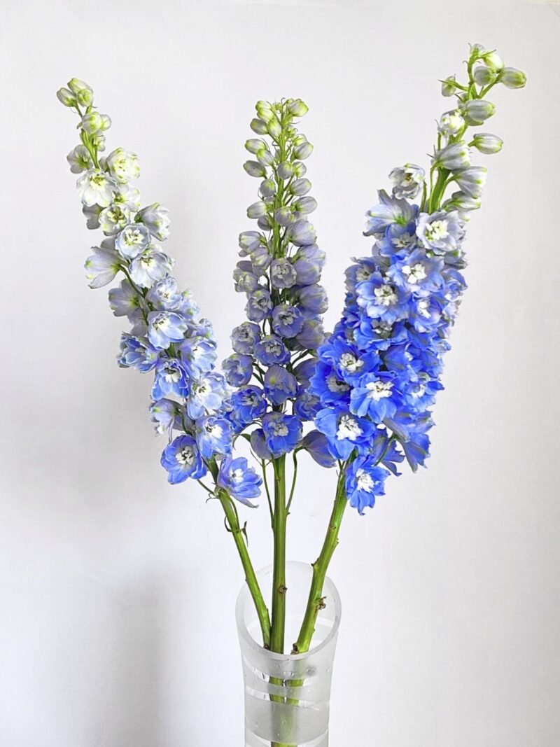 Delphinium Elatum Skyblue