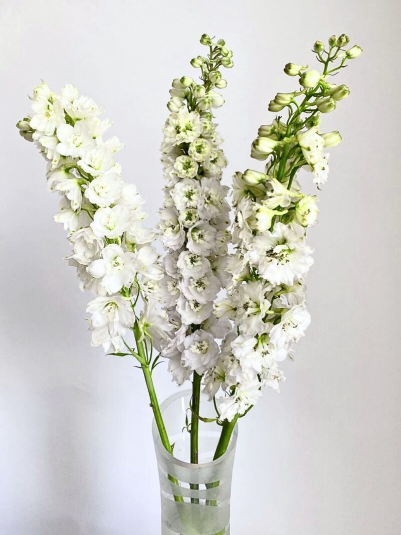 Delphinium Elatum White