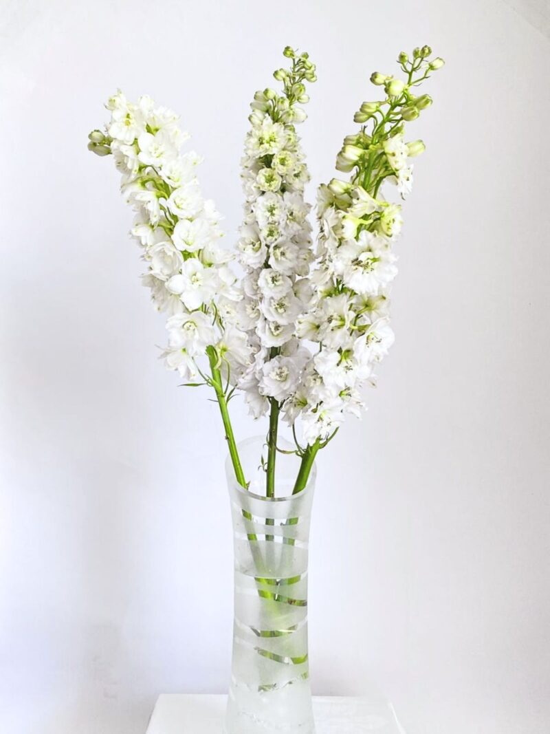 Delphinium Elatum White - Image 2