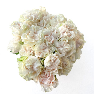 Cotton Xpression<span> - </span>Small Box 50cm (100 St)