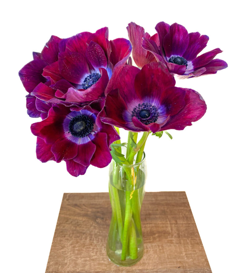 Anemones - Image 6