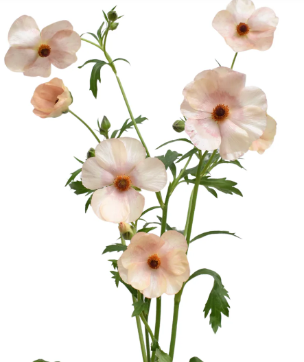 Ranunculus Butterfly Melissa Blush - Image 3