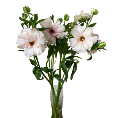 Ranunculus Butterfly Melissa Blush