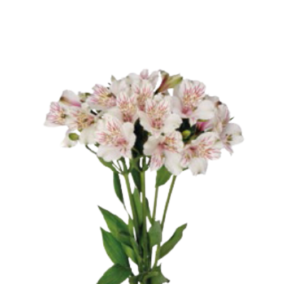 Alstroemeria White