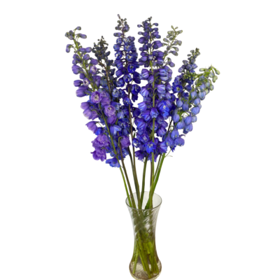 Delphinium Blue Bird