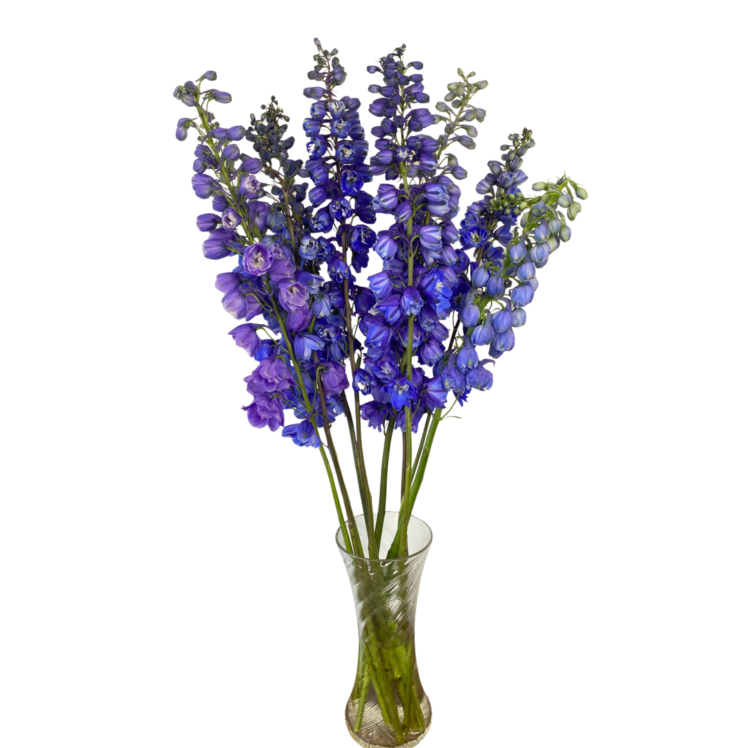 Delphinium Blue Bird