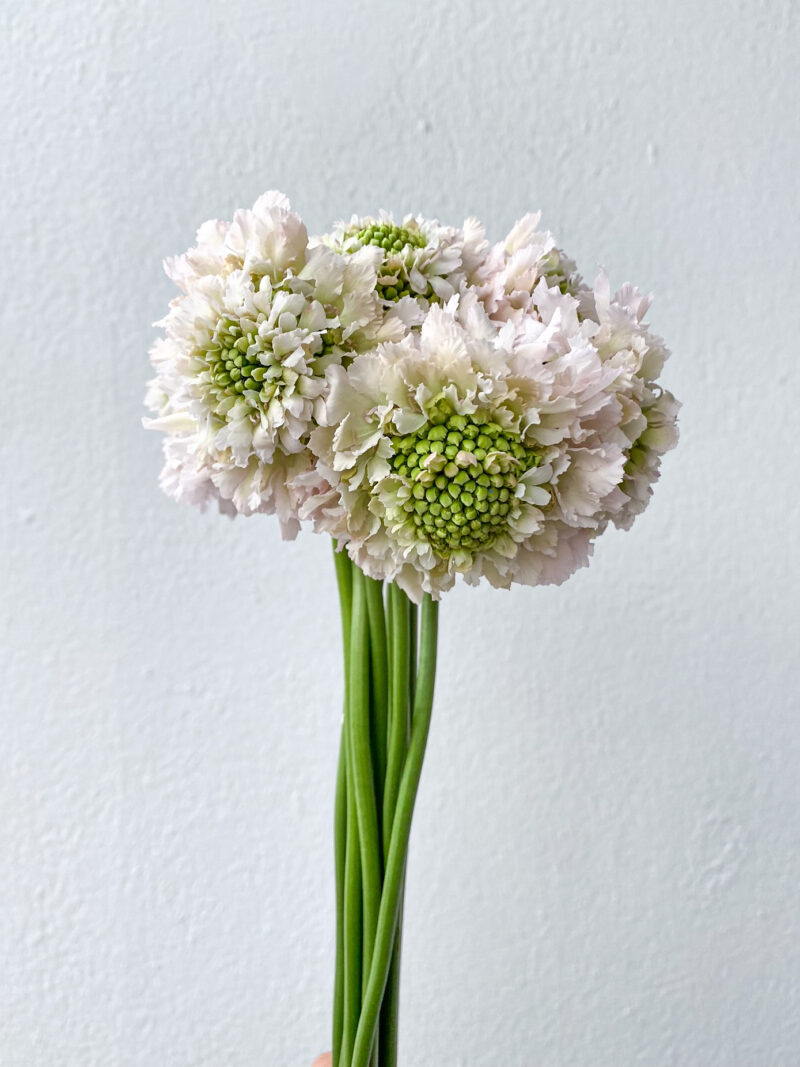 Scabiosa White French Vanilla (10 St Bunch)