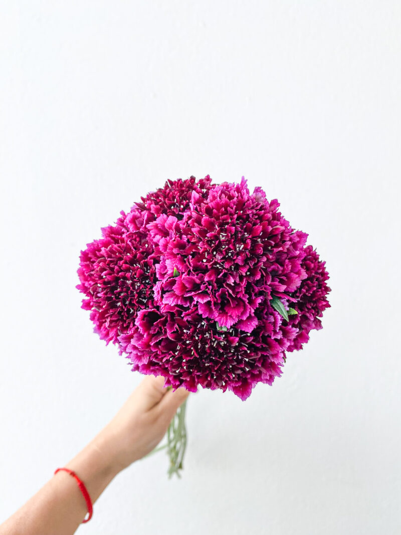 Scabiosa Merlot (10 St Bunch)