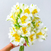 Alstroemeria - Image 2