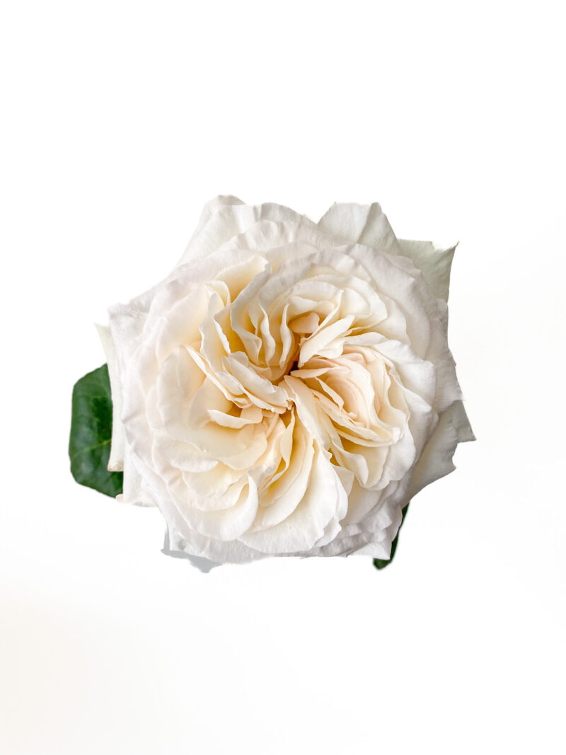 White O hara *Garden Rose*