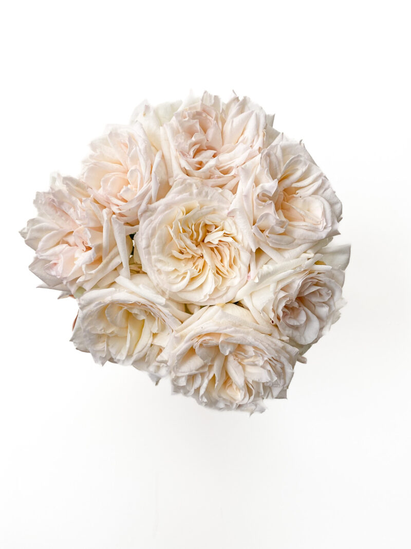 White O hara *Garden Rose* - Image 2