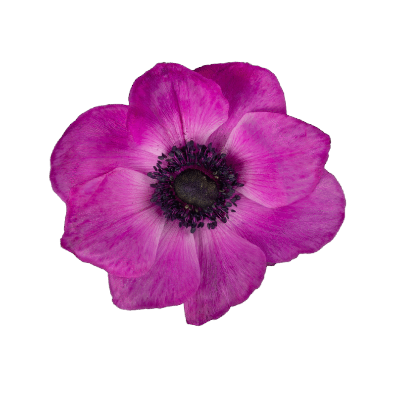 Anemone Mistral - Image 7