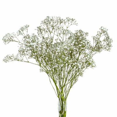 Baby’s Breath Xcellence (10 St Bunch)