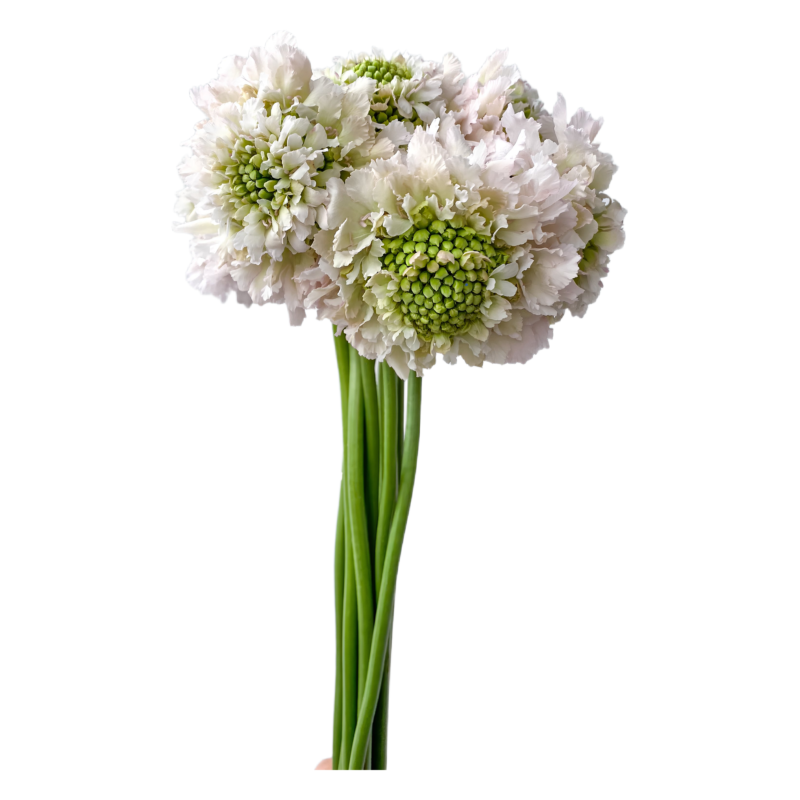 Scabiosa White French Vanilla