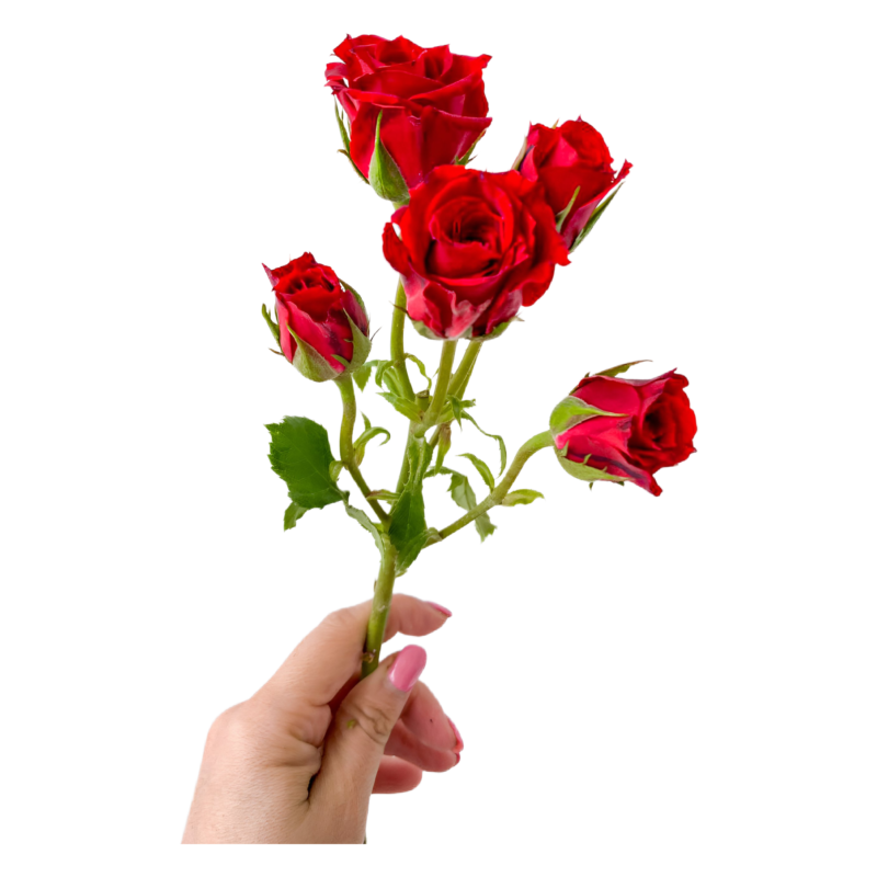 Spray Red Mikado (10 St Bunch)