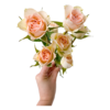 Spray Rose Porcelina (10 St Bunch)