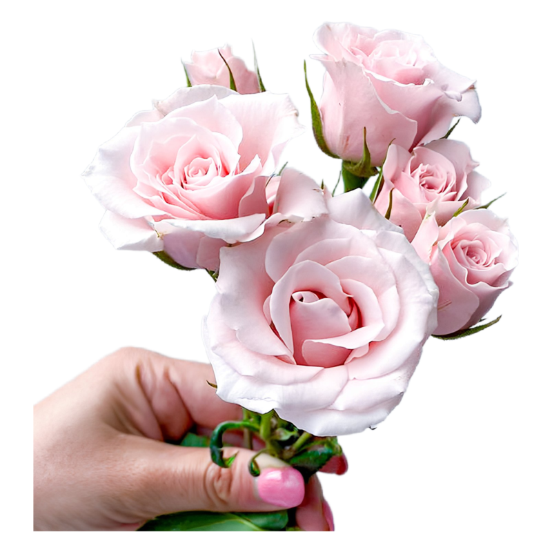 Spray Pink Majolika (10 St Bunch)