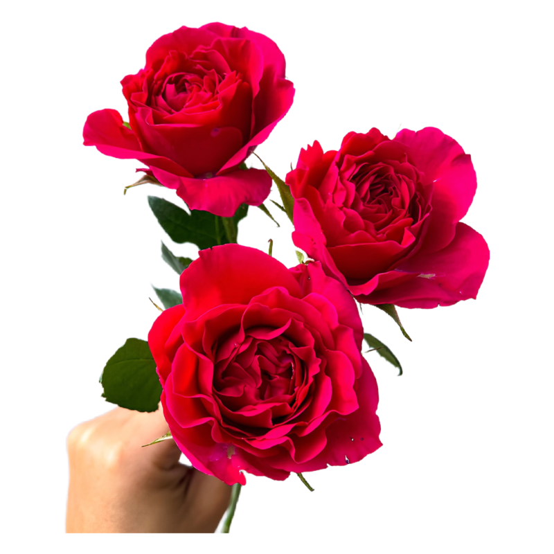 Spray Gem Star (10 St Bunch)