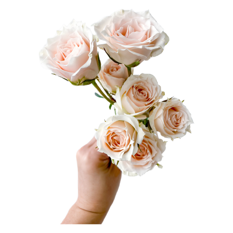 Spray White Majolika (10 St Bunch)