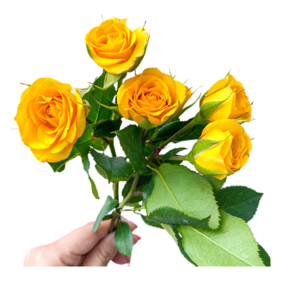 Spray Yellow Baby (10 St Bunch)