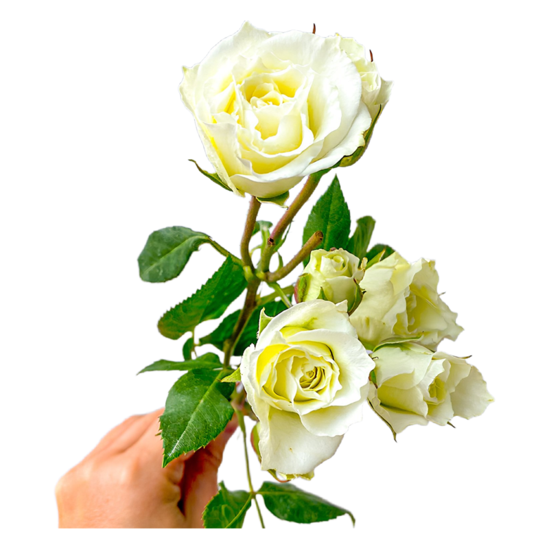 Spray Shinning Star (10 St Bunch)