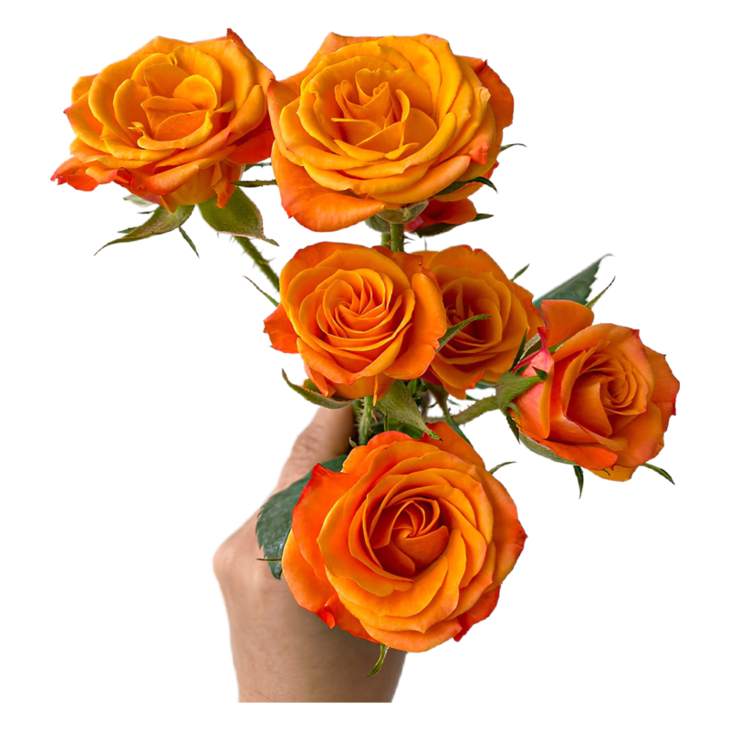 Spray Orange Mambo (10 St Bunch)