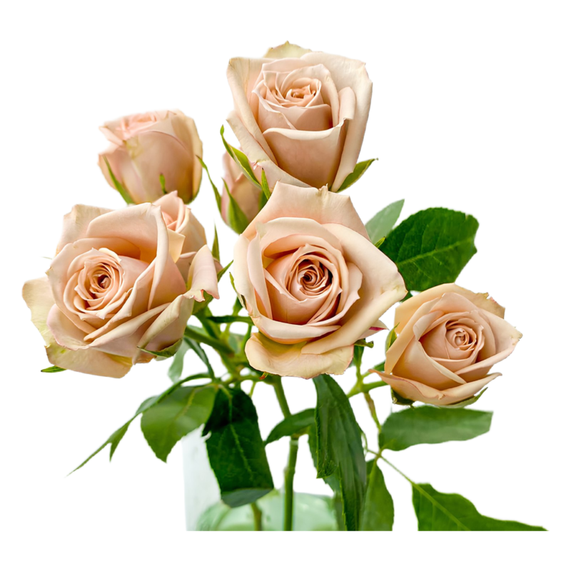 Spray Chocolate (10 St Bunch)