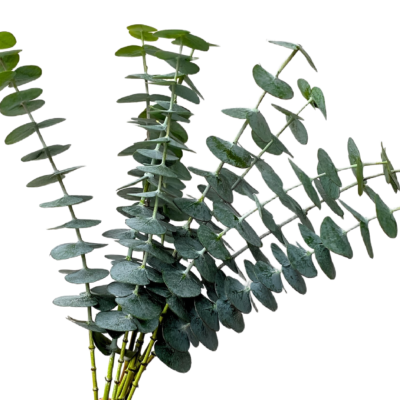 Eucalyptus Baby Blue (10 St Bunch)