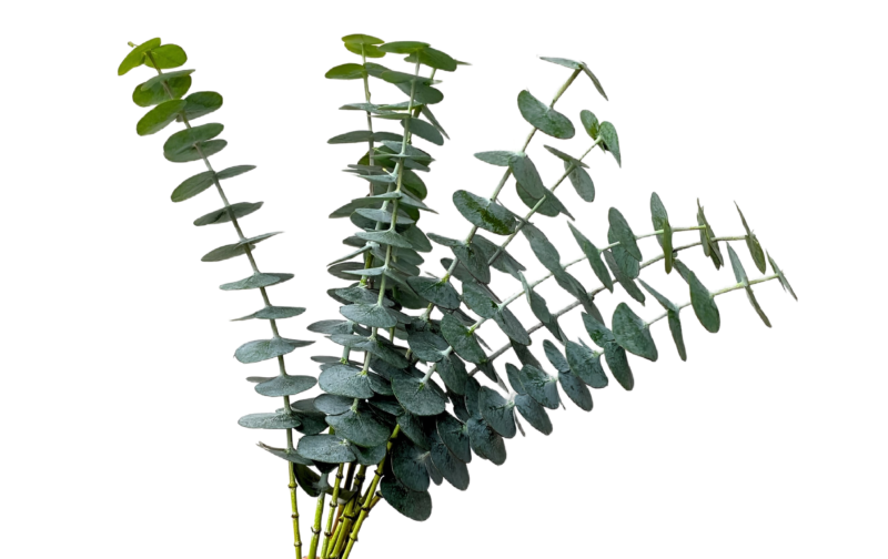 Eucalyptus Baby Blue (10 St Bunch)