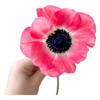 Anemone Mistral Pinkie (10 St Bunch) 30-45cm