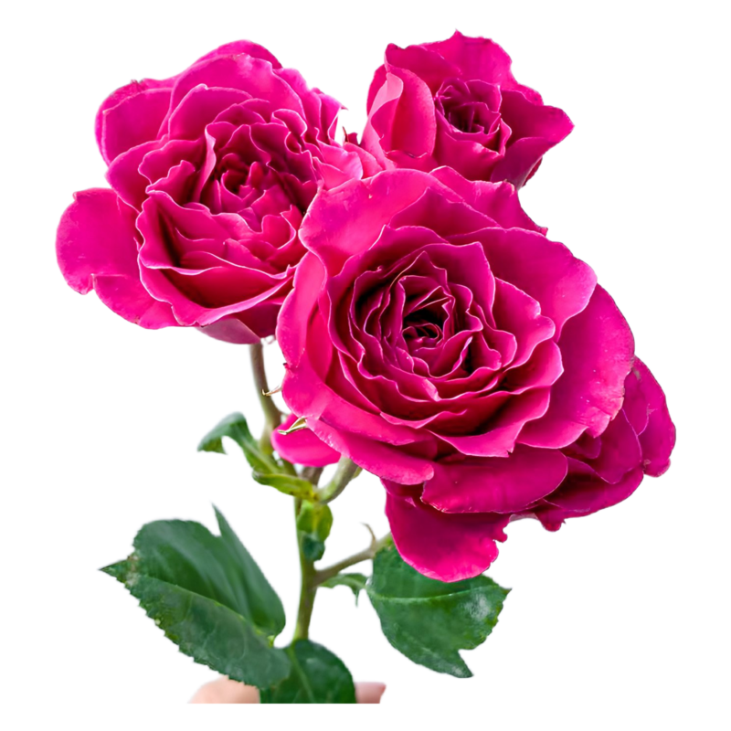 Spray Lovely Lidya (10 St Bunch)